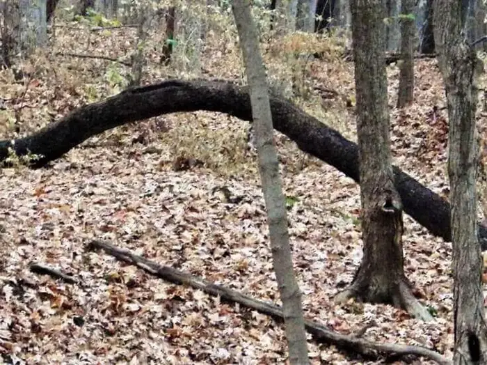 Fallen Trees In Forest