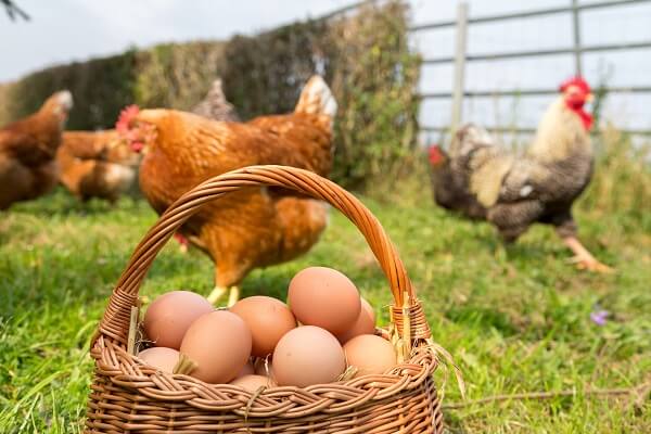 Farm Fresh Eggs