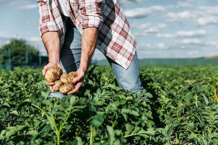 Farmer Holding Potatoes
