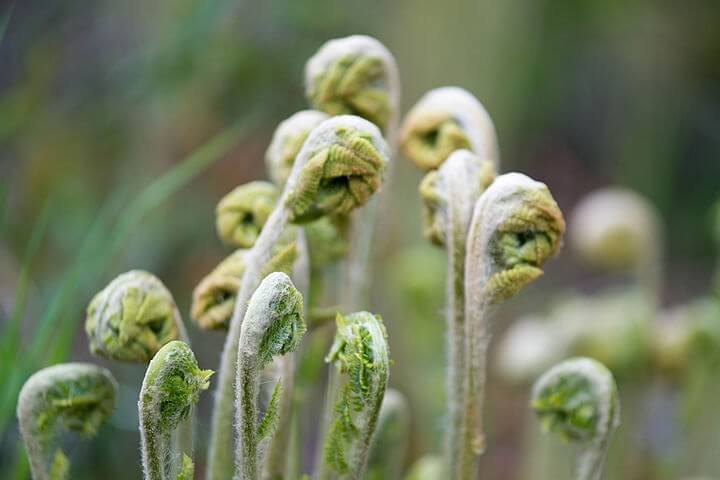Fiddleheads