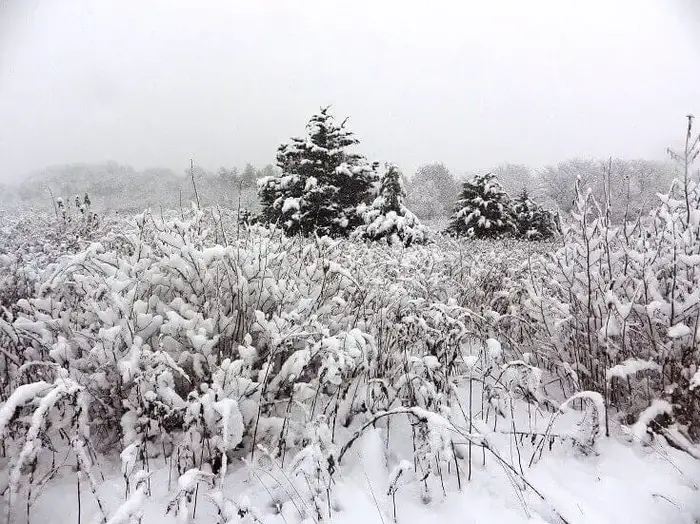 Field Covered In Snow