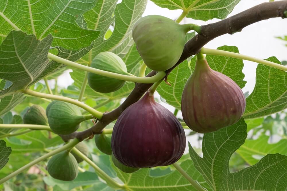 Figs on Branch