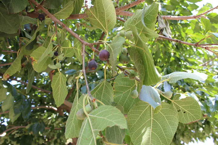 Figs on Tree Branch