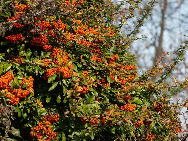 Firethorn | Best Plants for Home Security