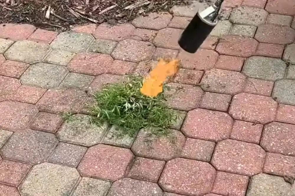 Flame Weeding