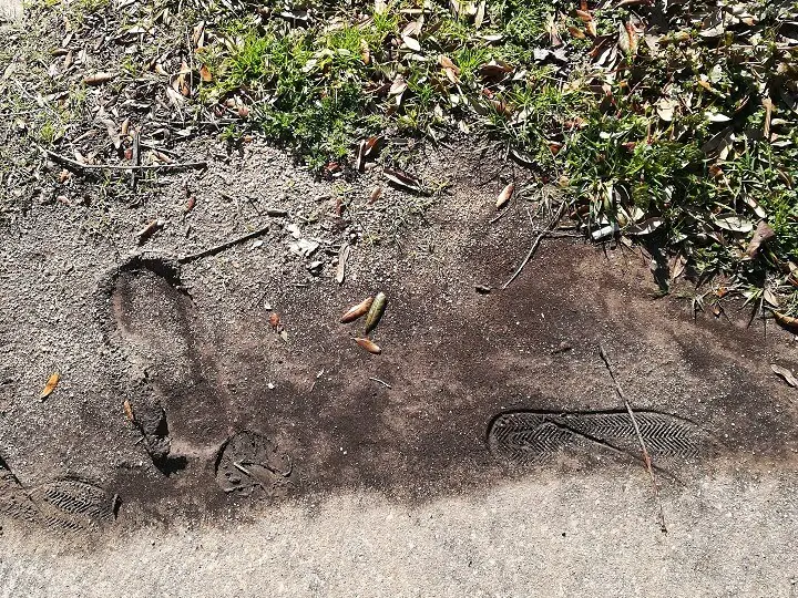 Footprints In Muddy Grass