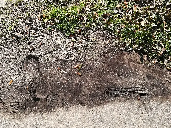 Footprints In Muddy Grass