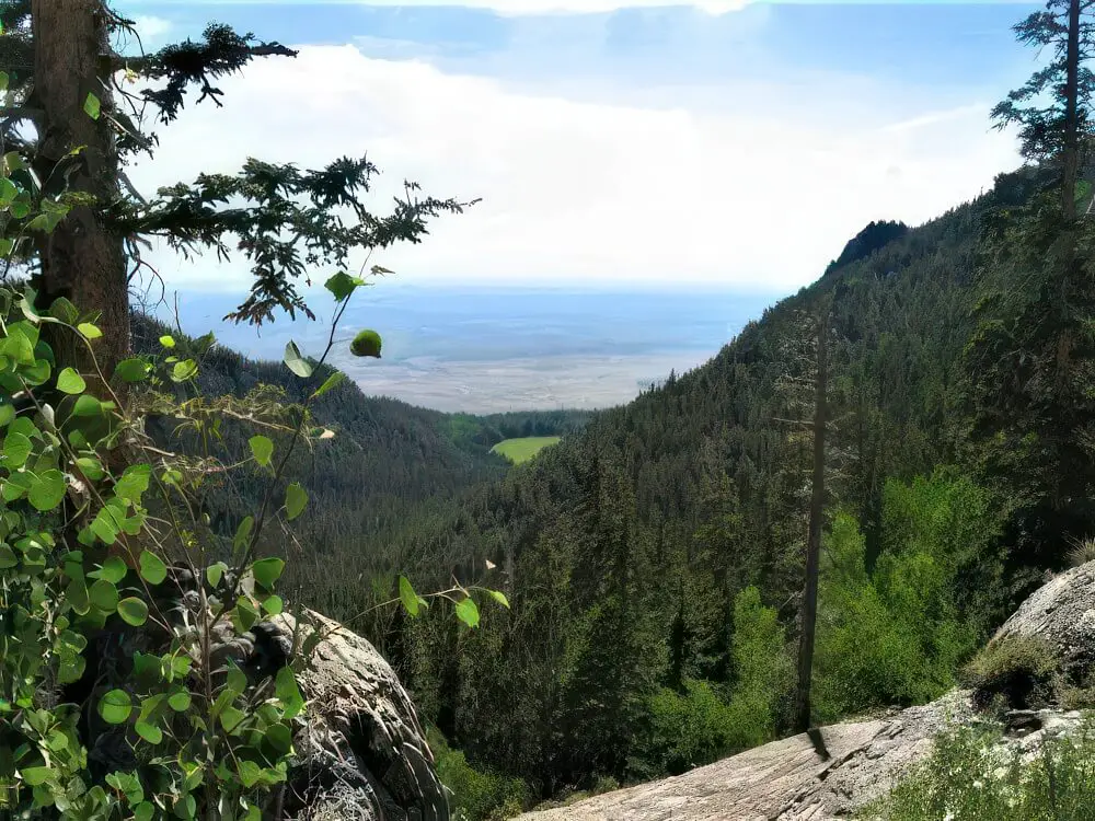 Forest in the Mountains