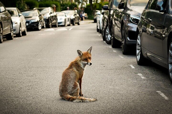 Fox on a Street