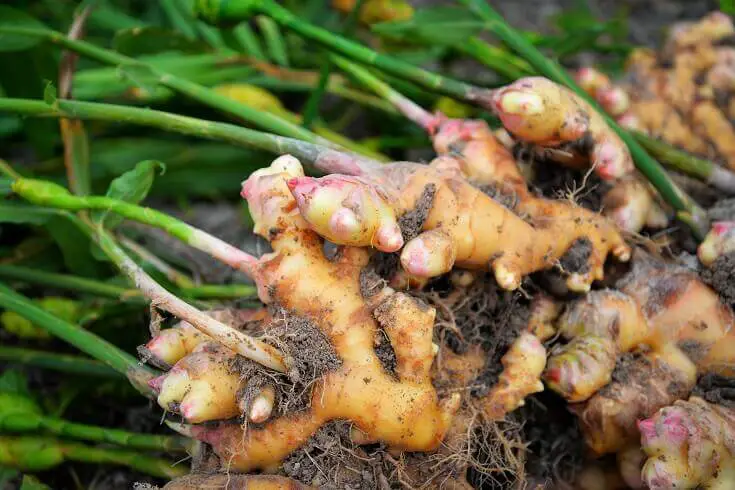Fresh Ginger Root