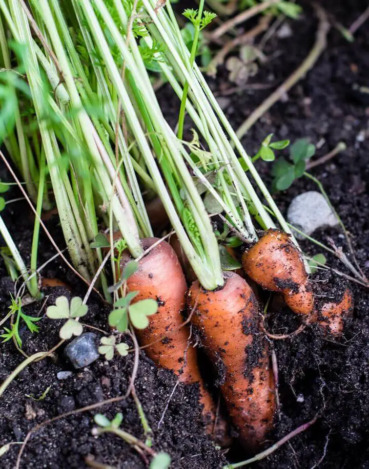 Fresh Organic Baby Carrots In Ground