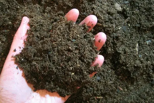Garden Soil on a Hand