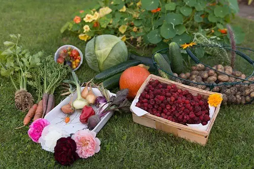 Garden Vegetable Harvest