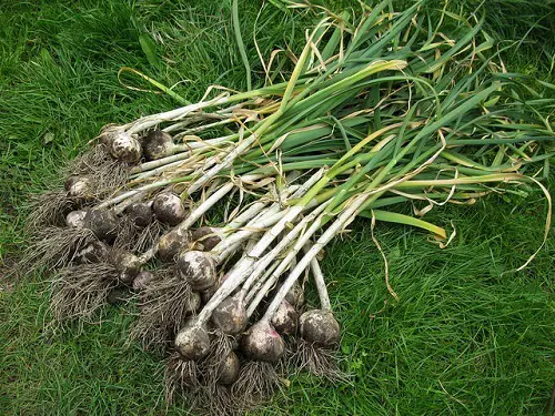 Garlic | Herbal Alternatives to Antibiotics