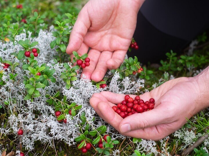 Gathering Wild Berries