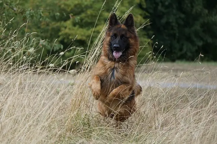 German Shepherd in Field