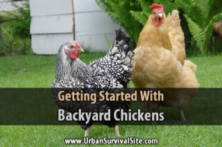 Getting Started With Backyard Chickens