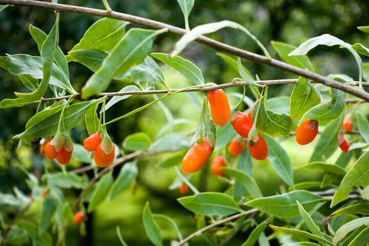 Goji Leaves and Berries on Branches