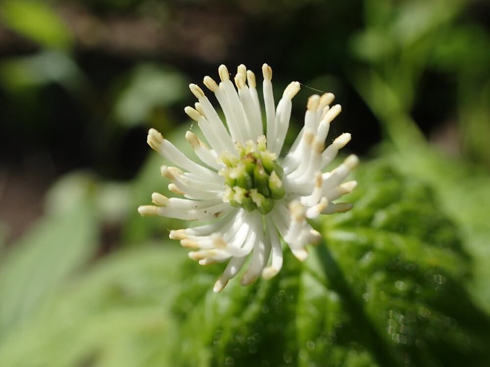 Goldenseal (Hydrastis canadensis)