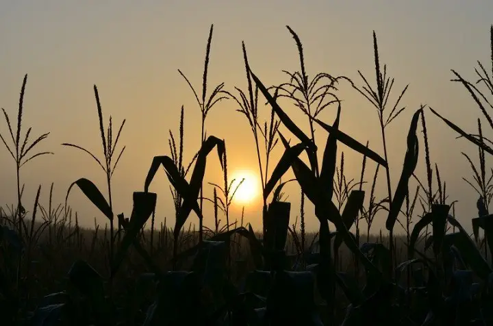 Grain Corn Silhouette
