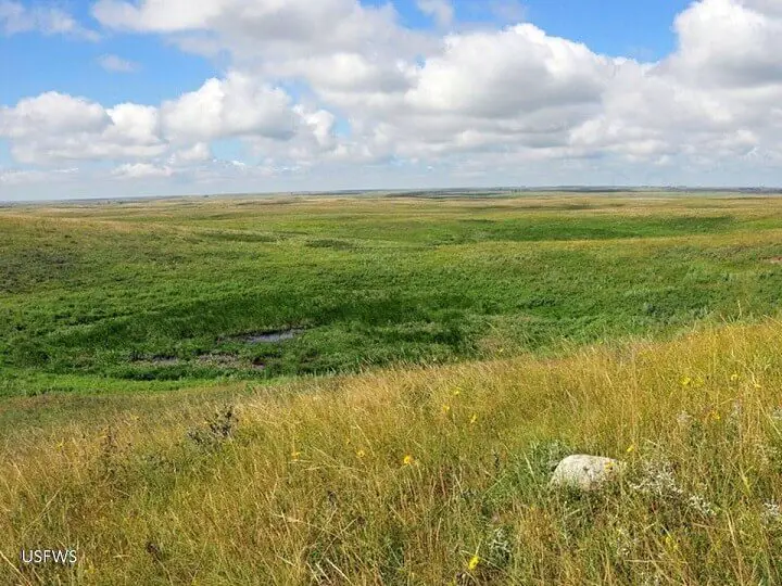 Grasslands of the Great Plains
