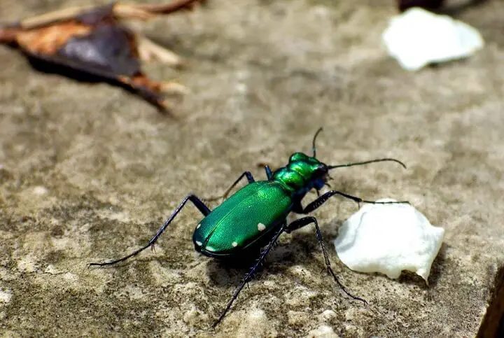 Green Colorful Bug
