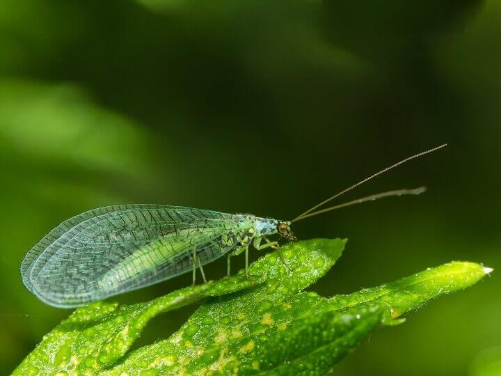 Green Lacewing on Leaf