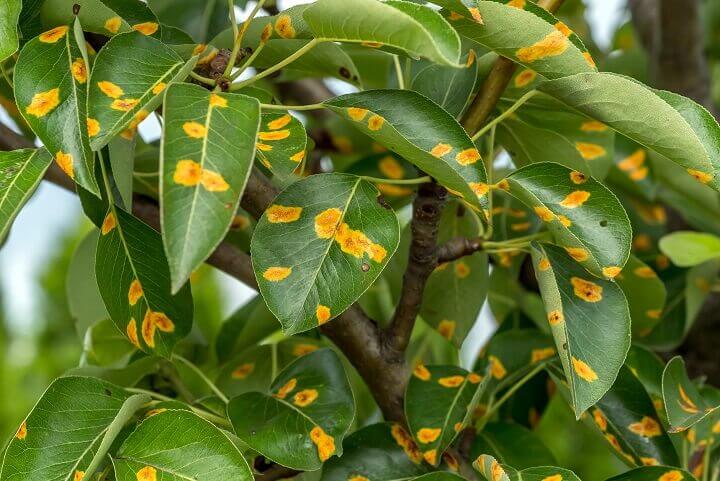 Green Leaves with Rust Infestation
