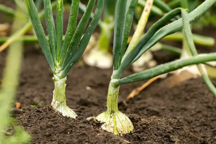 Green Onion Plant