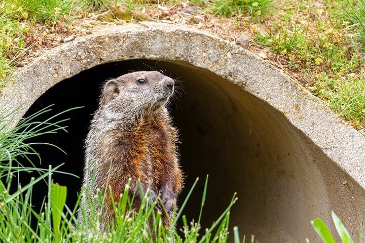 Groundhog by a Sewer