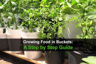 Growing Food in Buckets: A Step by Step Guide
