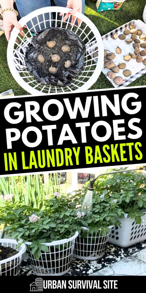 Growing Potatoes in Laundry Baskets