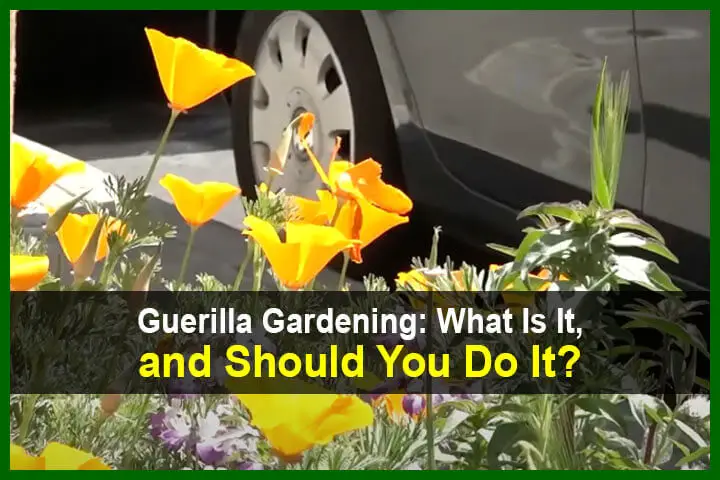 Guerilla Gardening: What Is It, and Should You Do It?