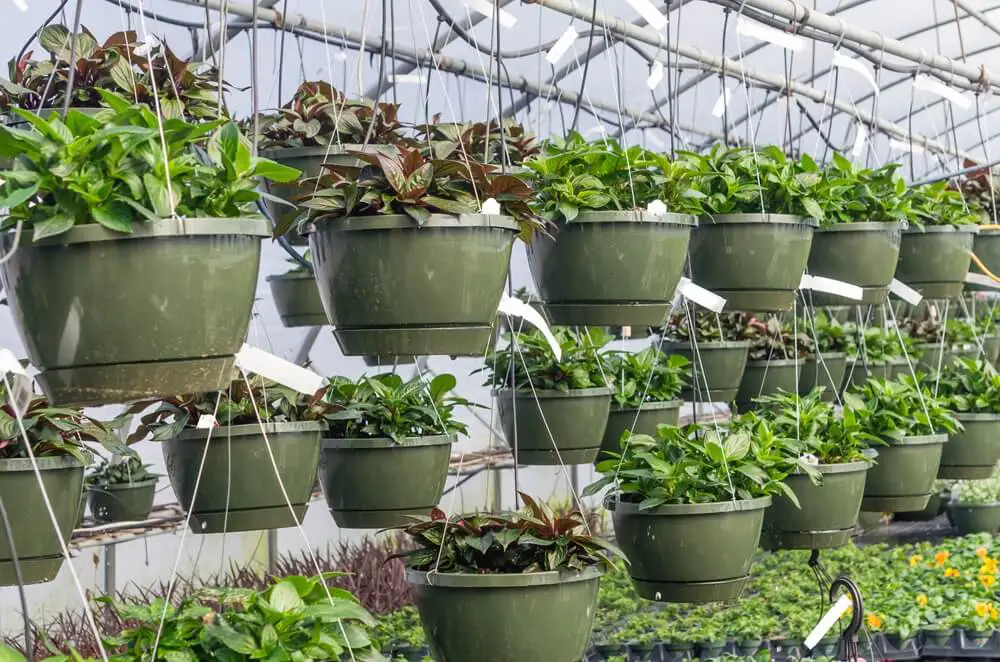 Hanging Planters