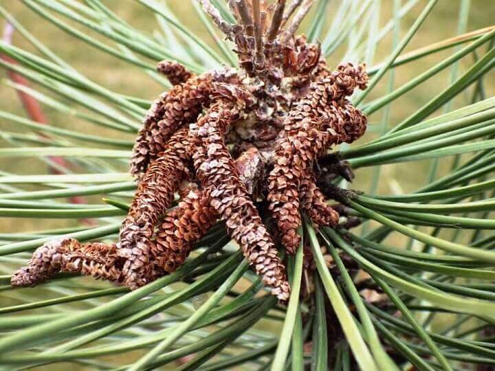 Harvesting Pine Pollen