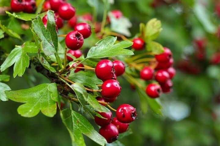 Hawthorn Leaves and Berries
