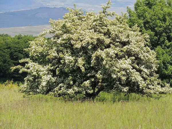 Hawthorn Tree | Trees Every Prepper Should Know