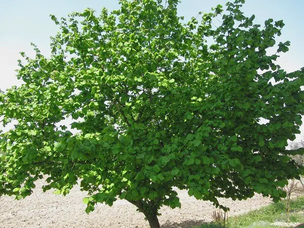Hazel Tree | Trees Every Prepper Should Know
