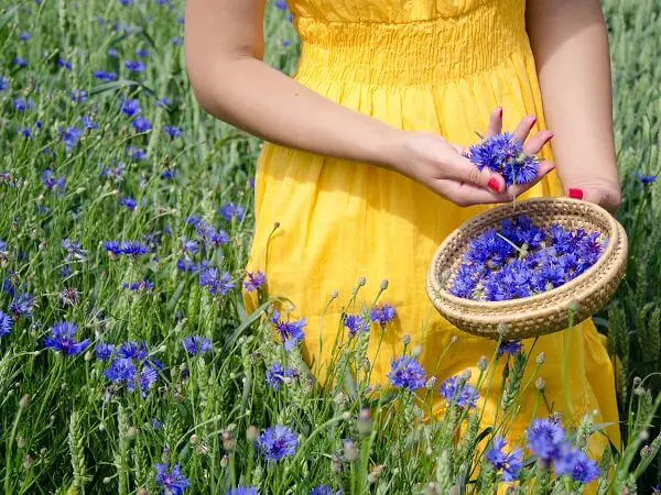 Herbalist Picking Flowers