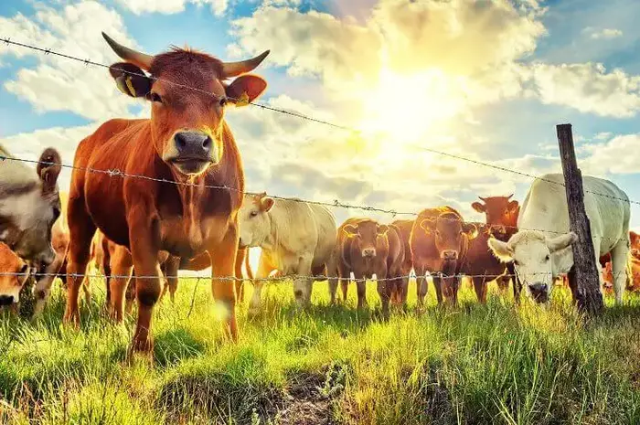 Herd of Calves in Field Beneath Sun