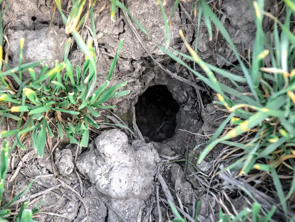 Hidden Cache