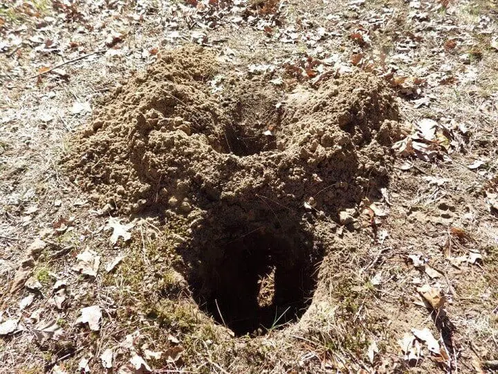 Hole Dug In Soil