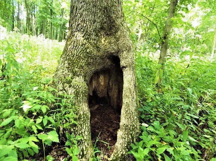 Hollow Shelter In Tree