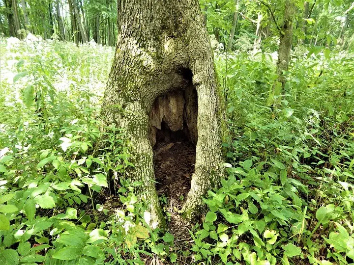 Hollow Tree Trunk
