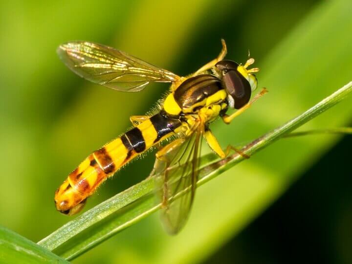 Hoverfly on Plant