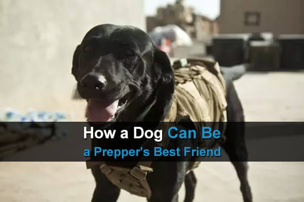 How a Dog Can Be a Prepper's Best Friend