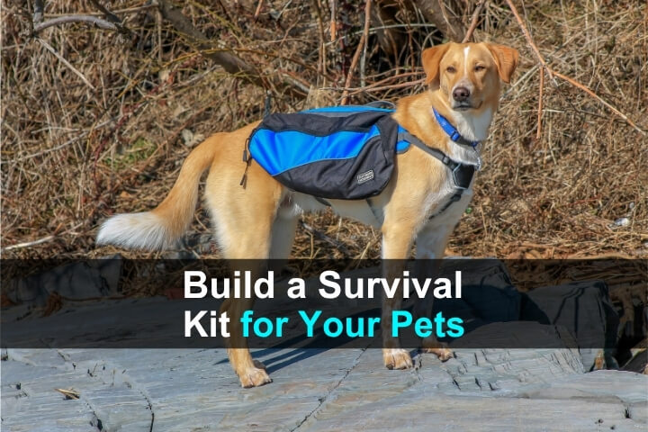 Build a Survival Kit for Your Pets Build a Survival Kit for Your Pets