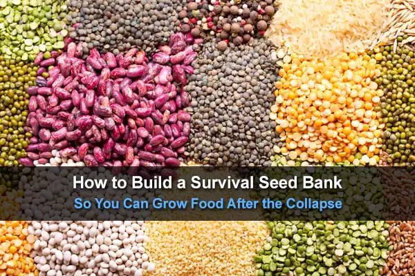 Seeds-General Info How-to-build-a-survival-seed-bank-so-you-can-grow-food-after-the-collapse-wide-1