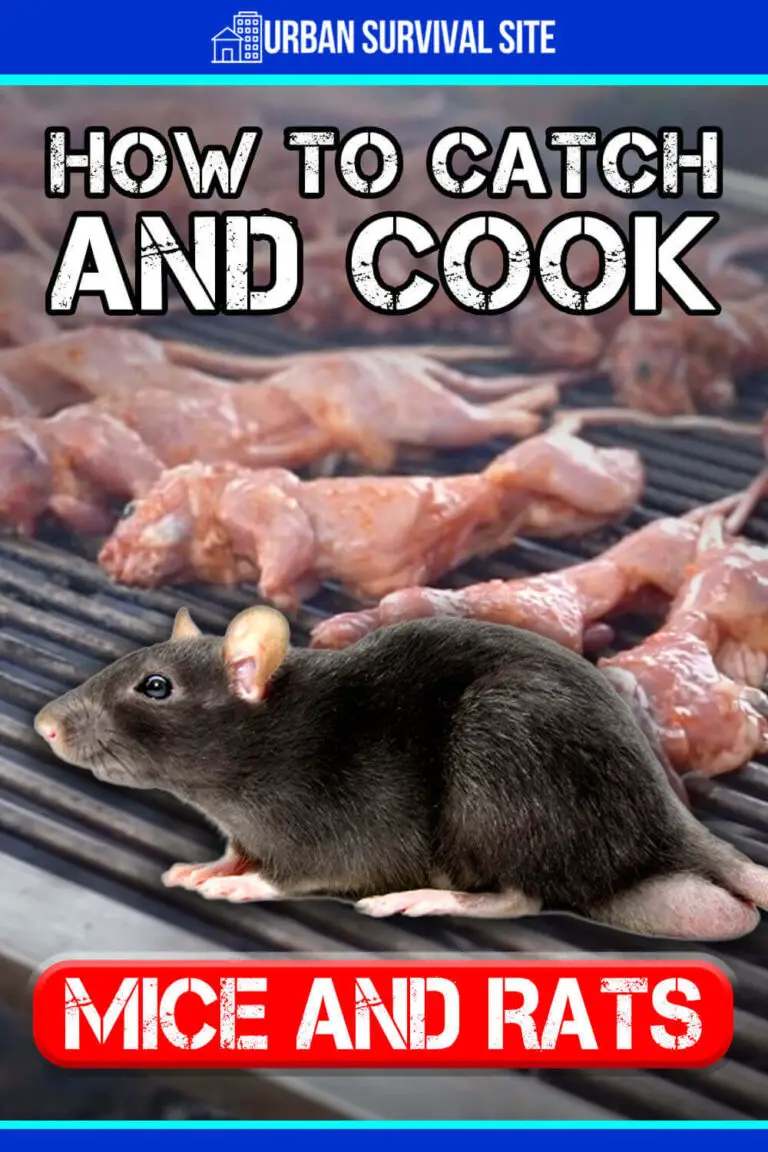 How to Catch and Cook Mice and Rats Urban Survival Site