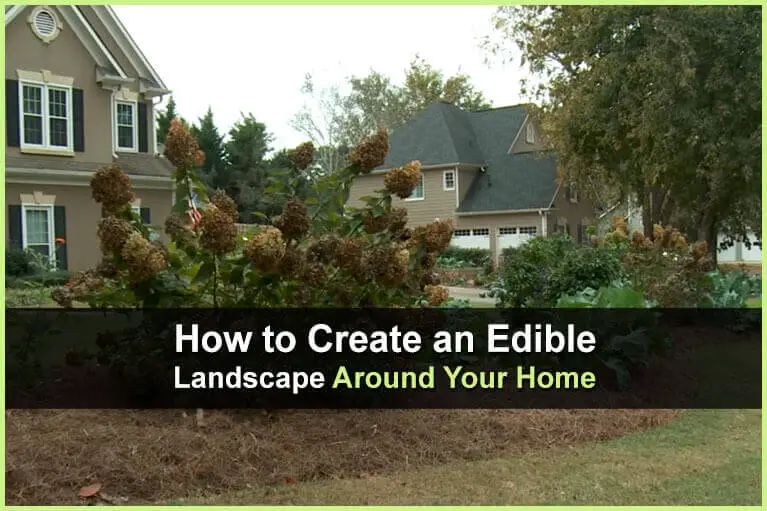 How to Create an Edible Landscape Around Your Home